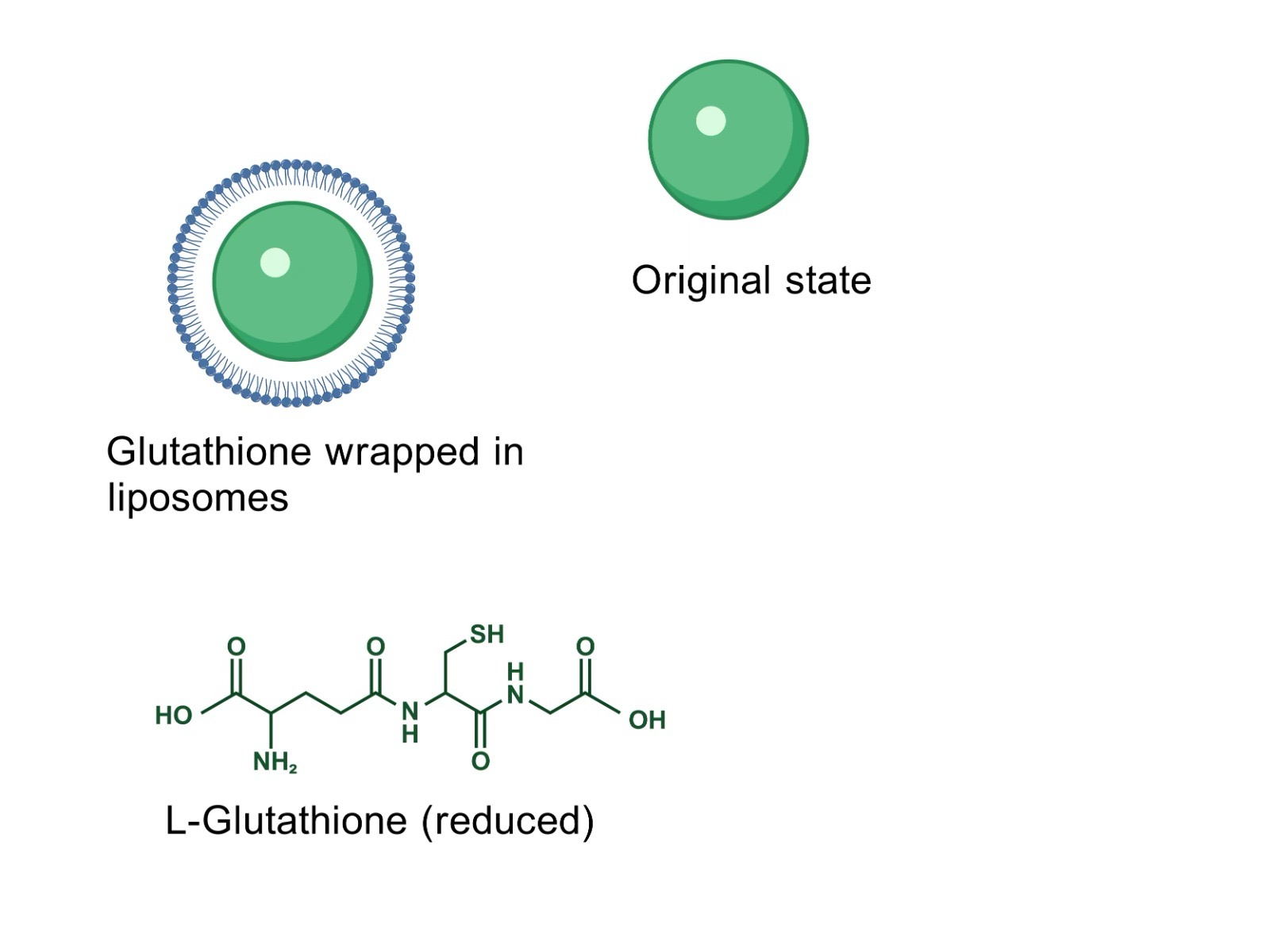Liposome diagram